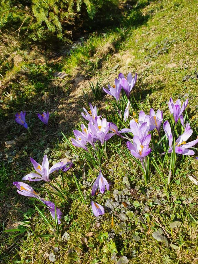 Nydala Rustic Villa Kościelisko Dış mekan fotoğraf